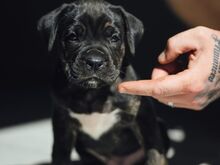 Cane Corso kutsikad