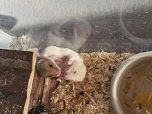 Hamster