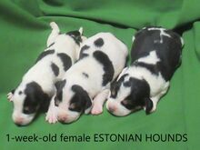 Eesti hagija emased kutsikad