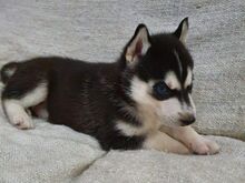 Siberi husky kutsikad