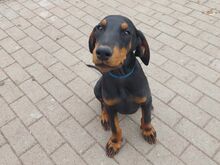 Dobermanni kutsikas