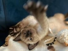 Сиамские котята