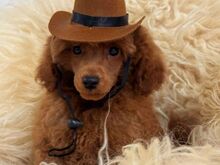 Miniature/ toy poodles (FCI/LKD)