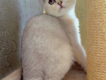 Scottish fold