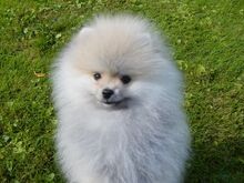 POMERANIAN