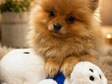 POMERANIA KÄÄBUSSPITSI KUTSIKAD )))