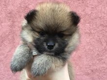 Pomeranian kutsikad