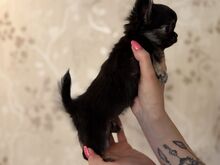 Chihuahua kutsikas