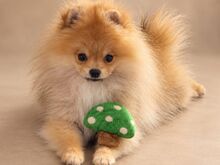 Pomeranian Spits