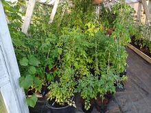 Tomatitaimed