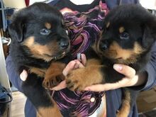 Rottweileri kutsikad.