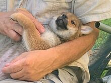 Shiba inu