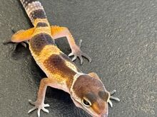 Leopardgekod otsivad uut kodu!