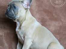 AKC prantsuse buldogi kutsikad