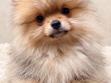POMERANIAN SPITS