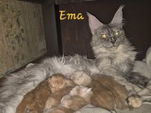 Maine Coon  kassipoeg
