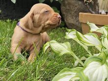 Vizsla / Ungari lühikarvalise linnukoera kutsikad