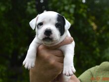 Staffordshire bullterjeri kutsikad