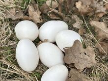 Гусиные яйца
