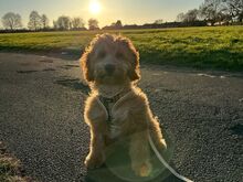 Cockapoo kutsikas