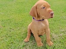 ungari vizsla