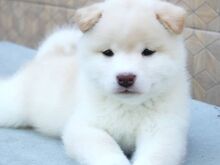Jaapani shiba inu