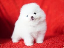 Pomeranian kutsikad