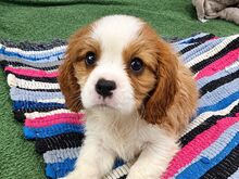 Cavalier King Charles spanjeli kutsikad!