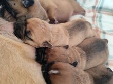 Prantsuse buldog- järelmaksuvõimalus