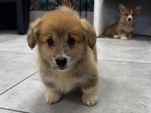 Welsh Corgi Pembroke