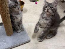 Beautiful Maine Coon Kittens Forever Homes