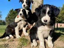BORDERCOLLIE