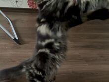 Maine Coon kassipoeg