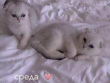 Scottish fold