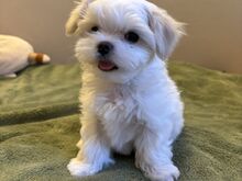 Maltese kutsikad