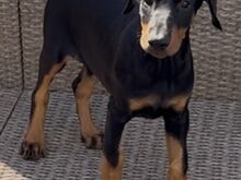 Dobermanni Kutsikad | Kennelklubis Registreeritud.