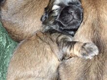TÕUPUHTAD SHIH TZU KUTSIKAD
