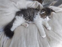 Котенок скотиш