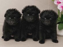 Pomopoo