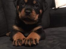 Rottweileri kutsikad