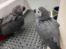 African grey parrots