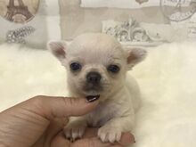 Chihuahua kutsikad