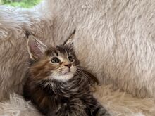 Maine Coon tõugu emased kassipojad