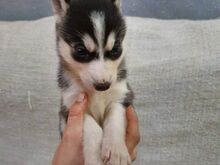 Siberi husky kutsikad