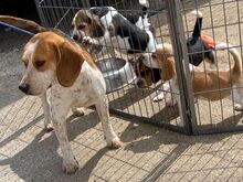 Beagle'i kutsikad