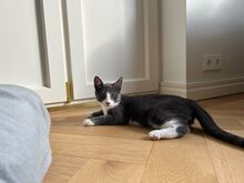 Kassipoiss Teodor