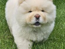 Chow Chow kutsikad