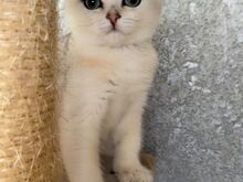 Scottish fold