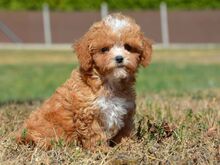 Maltipoo kutsikad