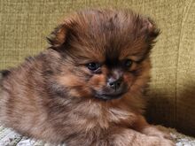 Pomeranian / kääbusspitsi preilid